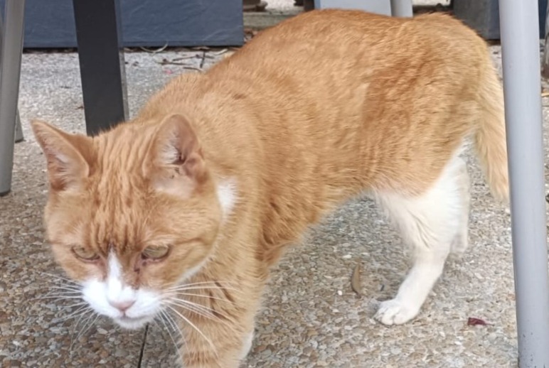 Alerta de Desaparición Gato Hembra , 15 años Saint-Jean-de-Liversay Francia