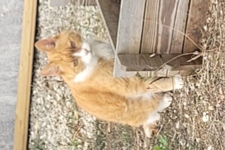 Alerta de Desaparición Gato Hembra , 15 años Saint-Jean-de-Liversay Francia