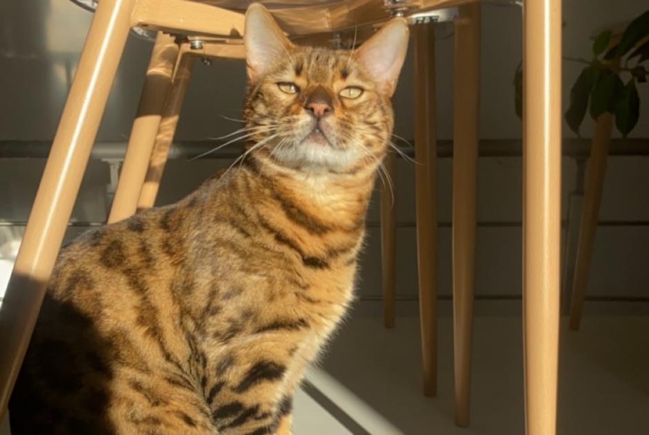 Alerta de Desaparición Gato  Macho , 4 años Nîmes Francia