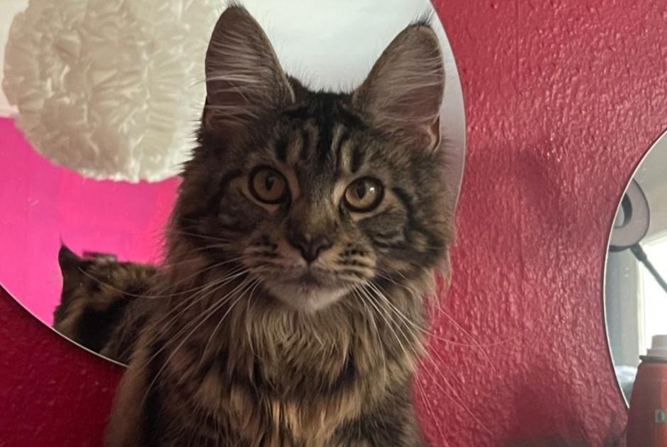 Alerta de Desaparición Gato  Hembra , 1 años Genève Suiza