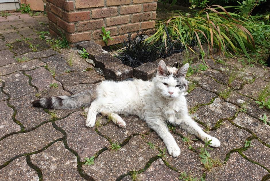 Alerta de Hallazgo Gato Desconocido Nozay Francia