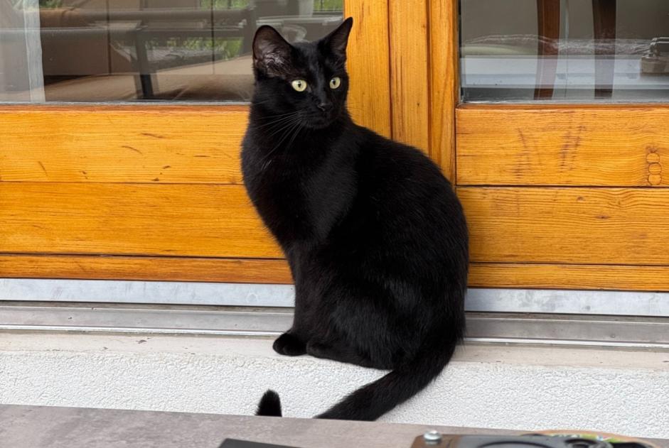 Alerta de Desaparición Gato Macho , 3 años Meyrin Suiza