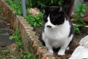 Alerta de Desaparición Gato Macho , 7 años Urbanya Francia