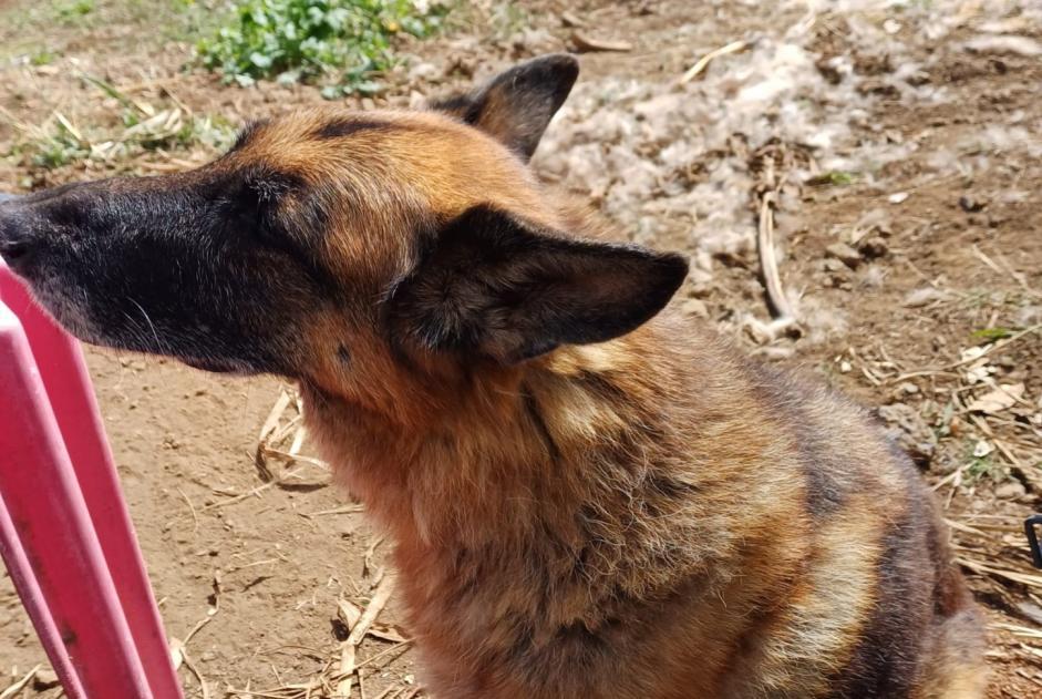 Alerta de Desaparición Perro  Hembra , 10 años Le Port Francia