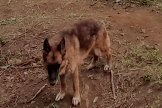 Alerta de Desaparición Perro  Hembra , 10 años Le Port Francia