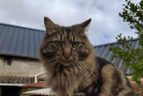 Alerta de Desaparición Gato Macho , 4 años Saint-Pierre-du-Regard Francia