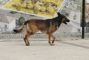 Alerta de Hallazgo Perro  Macho Nîmes Francia