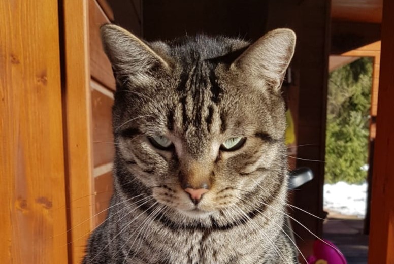 Alerta de Desaparición Gato Macho , 7 años Crans-Montana Suiza