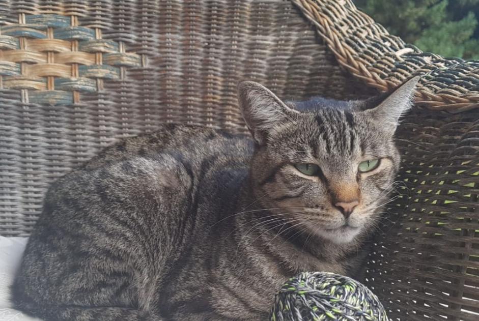 Alerta de Desaparición Gato Macho , 7 años Crans-Montana Suiza