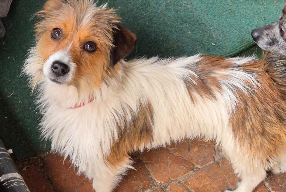 Alerta de Hallazgo Perro Macho Saint-Brisson-sur-Loire Francia