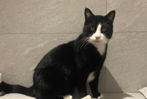 Alerta de Desaparición Gato Macho , 7 años Sion Suiza