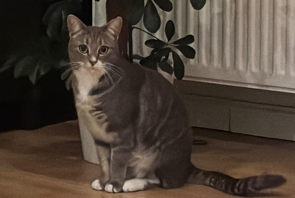 Alerta de Desaparición Gato  Hembra , 2 años Nivelles Bélgica