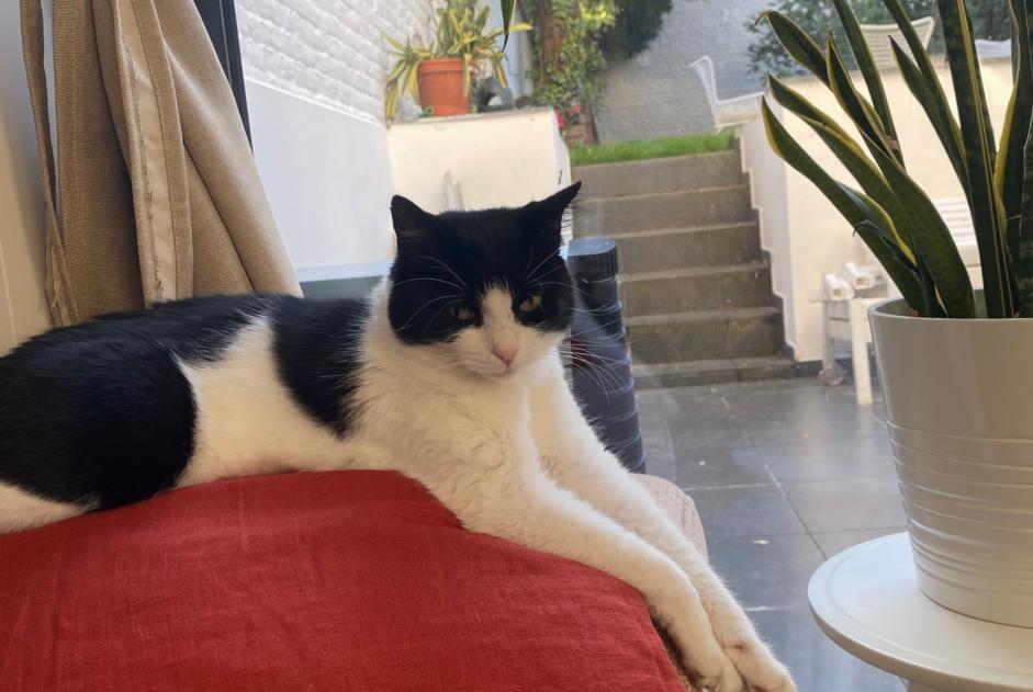 Alerta de Desaparición Gato cruce Hembra , 5 años Saint-Gilles Bélgica