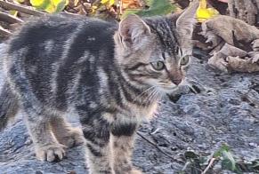 Alerta de Hallazgo Gato Desconocido Neuchâtel Suiza