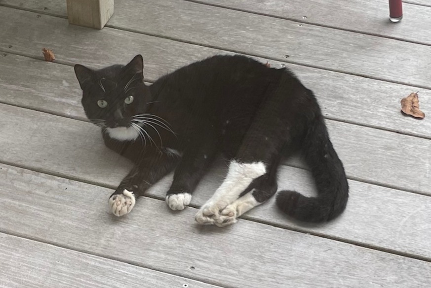 Alerta de Hallazgo Gato Desconocido Arcachon Francia