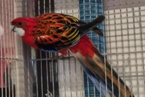 Alerta de Hallazgo Pájaro Desconocido Châtelet Bélgica