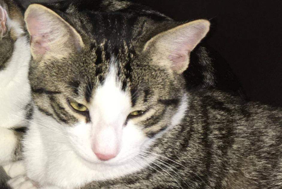 Alerte Disparition Chat  Mâle , 2 ans Coffrane Suisse