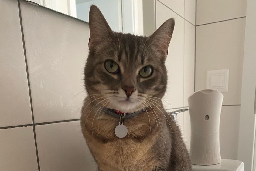 Alerte Disparition Chat Femelle , 3 ans Hauterive Suisse