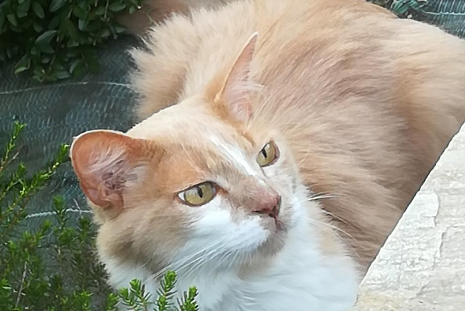 Alerte Disparition Chat croisement Mâle , 12 ans Plescop France