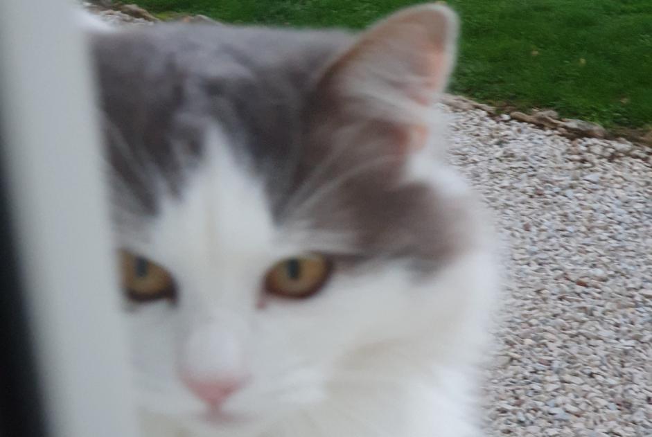 Alerte Disparition Chat Mâle , 5 ans Dracy-Saint-Loup France