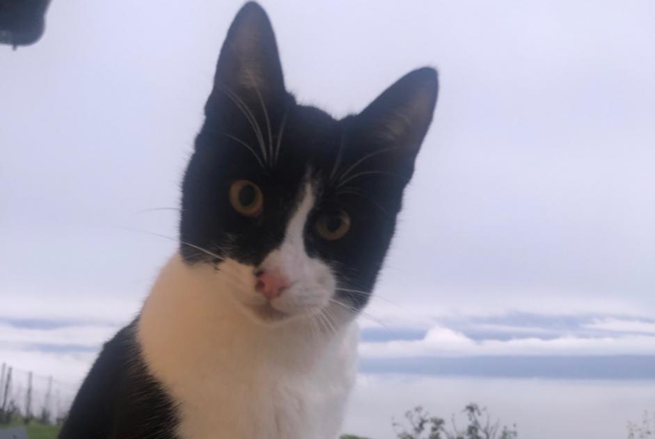 Alerte Disparition Chat  Mâle , 1 ans Bourg-en-Lavaux Suisse