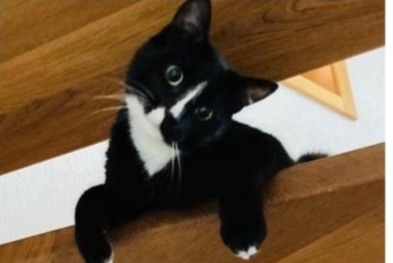 Alerte Disparition Chat croisement Mâle , 2 ans Val-de-Charmey Suisse