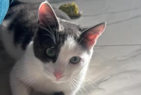 Alerte Disparition Chat Mâle , 1 ans Marcilly-sur-Tille France