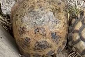 Alerte Disparition Tortue Mâle , 2024 ans Urcerey France