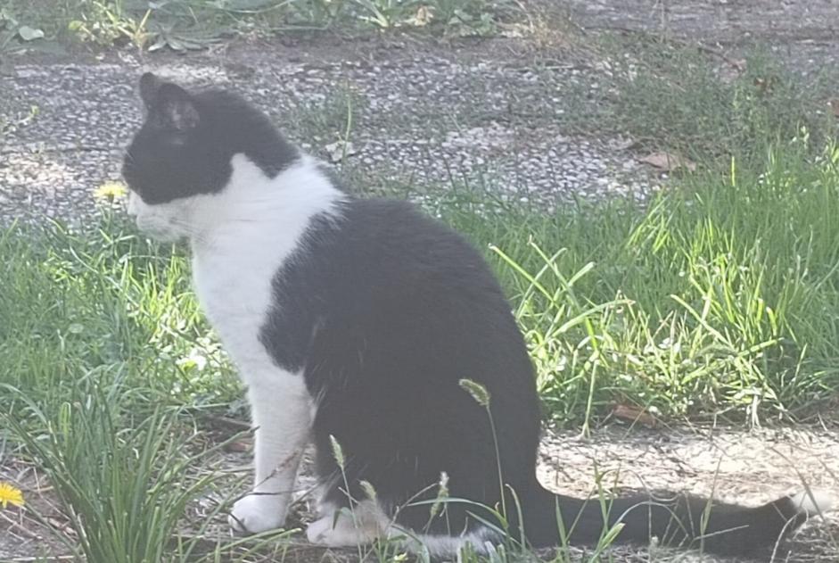 Alerte Disparition Chat Femelle , 9 ans Vigneux-sur-Seine France