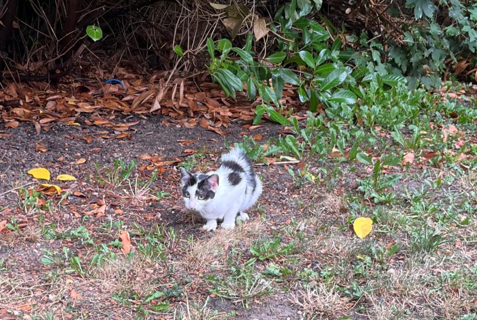 Alerte Découverte Chat Femelle , Entre 4 et 6 mois Armentières France