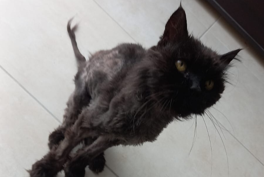 Alerte Découverte Chat Mâle , 10 ans Lailly-en-Val France