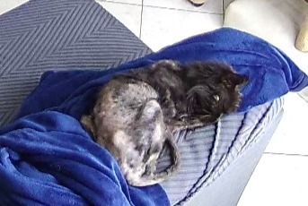 Alerte Découverte Chat Mâle , 10 ans Lailly-en-Val France