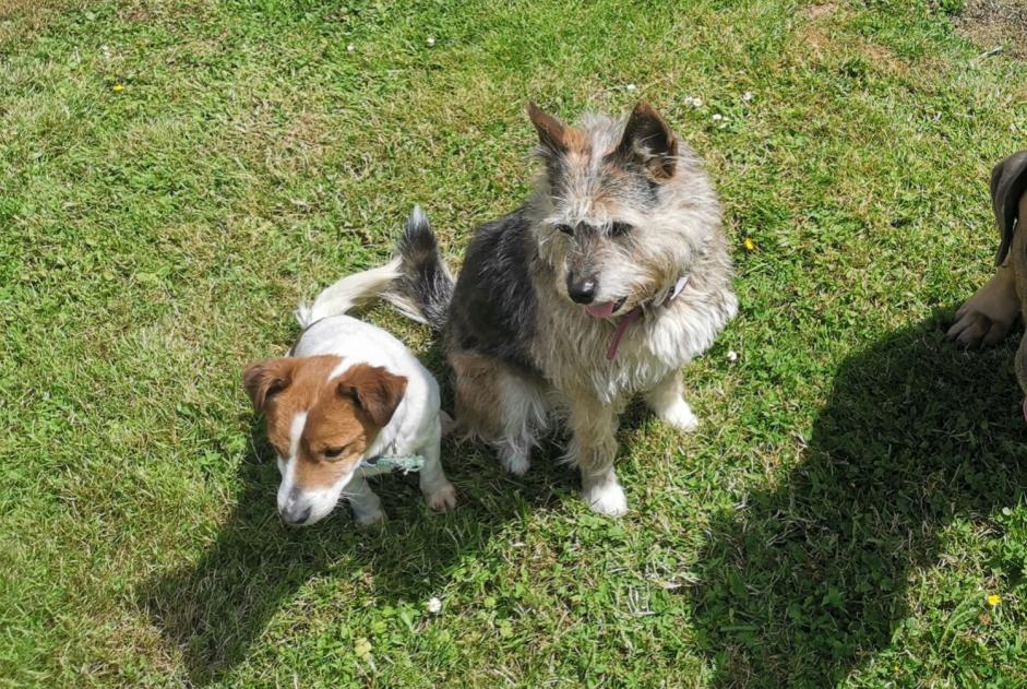 Alerte Disparition Chien croisement Femelle , 7 ans Bézancourt France