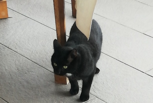 Alerte Disparition Chat  Mâle , 4 ans Le Tholy France