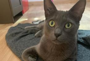 Alerte Disparition Chat  Mâle , 5 ans Fondettes France