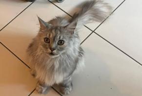 Alerte Disparition Chat  Mâle , 5 ans Toulon France