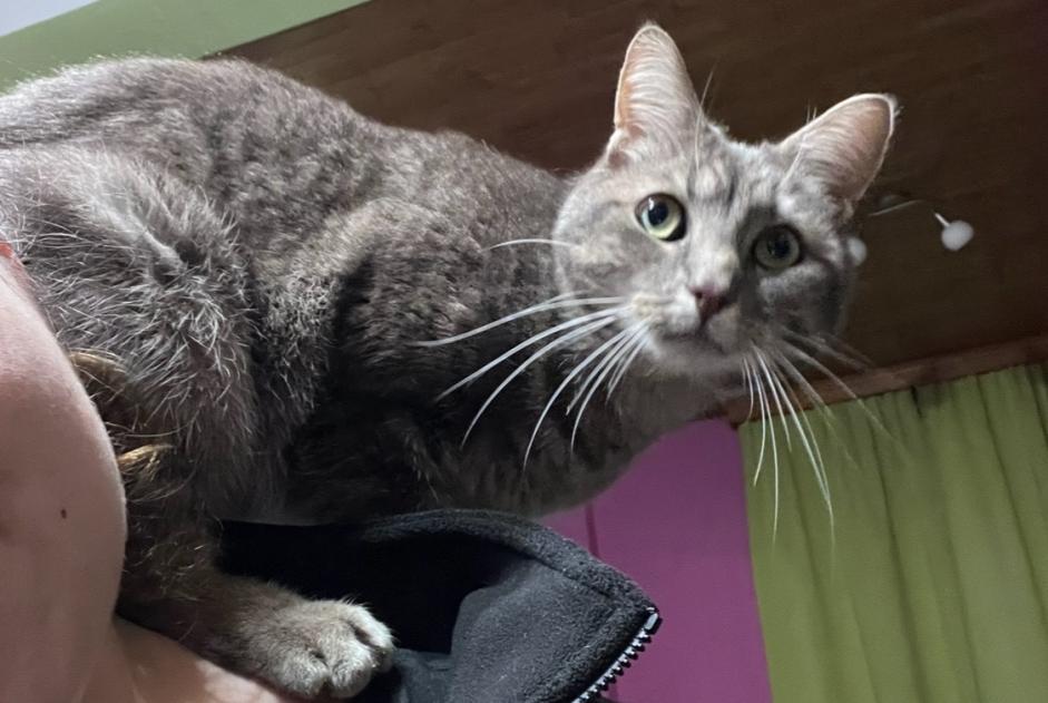 Alerte Disparition Chat Mâle , 3 ans Binche Belgique