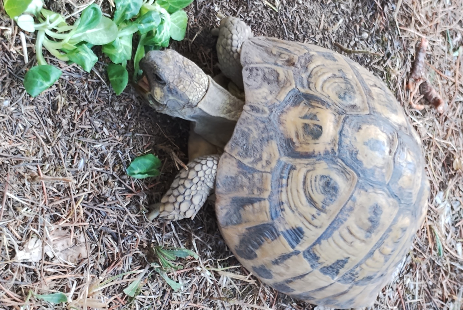 Alerte Disparition Tortue Femelle , 2024 ans Parignargues France