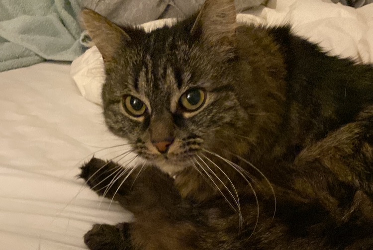 Alerte Disparition Chat Femelle , 5 ans Merléac France