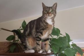 Alerte Disparition Chat  Femelle , 1 ans Vernon France