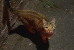 Alerte Découverte Chat Inconnu Tours France