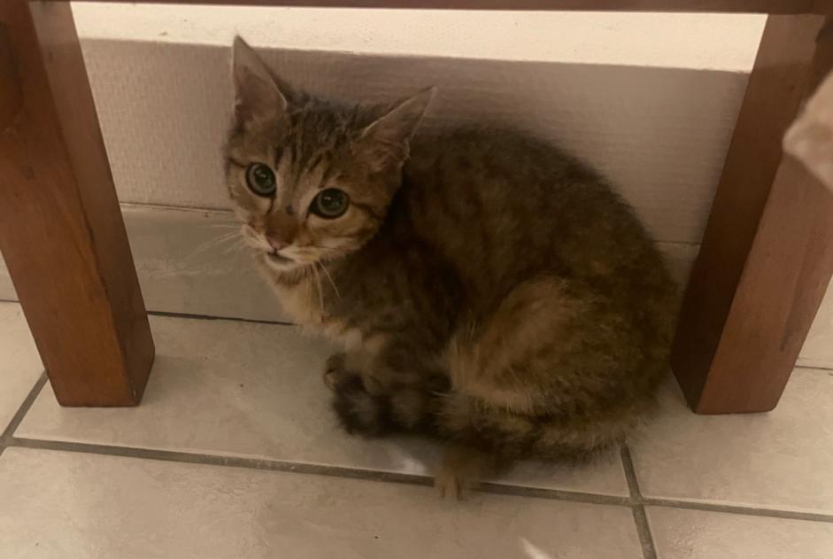 Alerte Découverte Chat Inconnu Troyes France