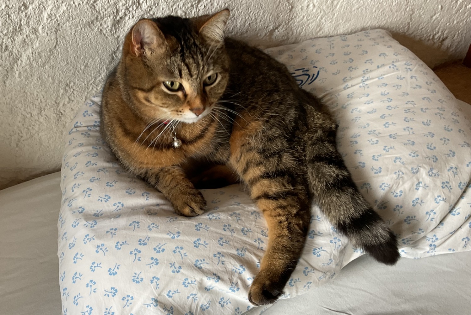 Alerte Disparition Chat Femelle , 7 ans Soral Suisse