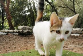 Alerte Découverte Chat Femelle Bonifacio France