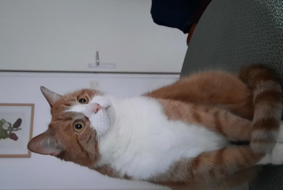 Alerte Disparition Chat  Mâle , 4 ans Lille France