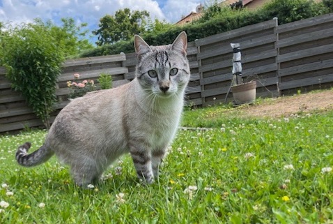 Alerte Disparition Chat Mâle , 1 ans Fareins France