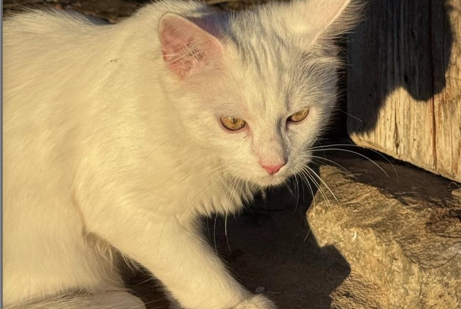 Alerte Disparition Chat Mâle , 0 ans Glion Suisse