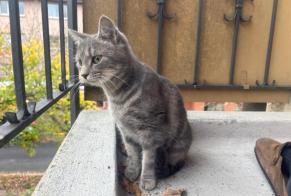 Alerte Découverte Chat Inconnu Zürich Suisse