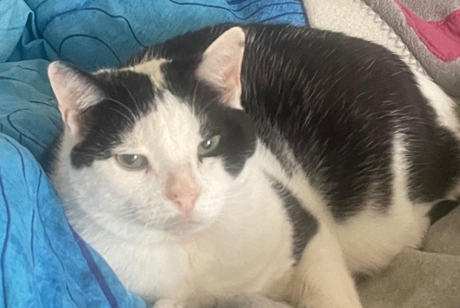 Alerte Disparition Chat croisement Mâle , 12 ans Neuchâtel Suisse