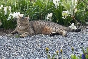 Alerte Disparition Chat  Mâle , 3 ans Crans-Montana Suisse